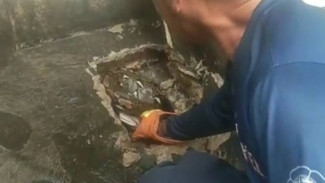 Heboh Ular Sanca 3 Meter Menyumbat Drainase di Karang Tengah, BPBD Kota Tangerang Lakukan Evakuasi