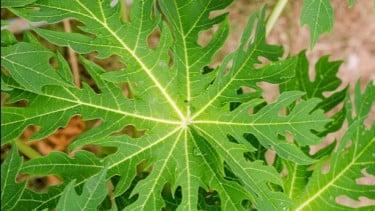 img_title