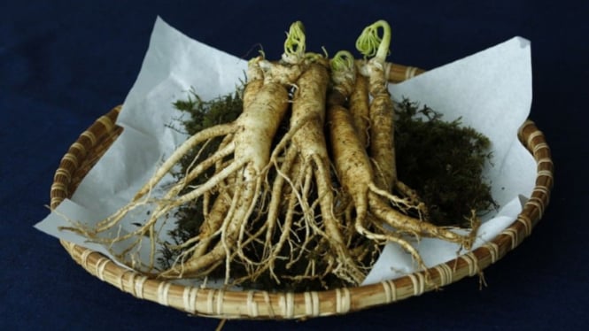Ginseng Merah Korea Selatan.