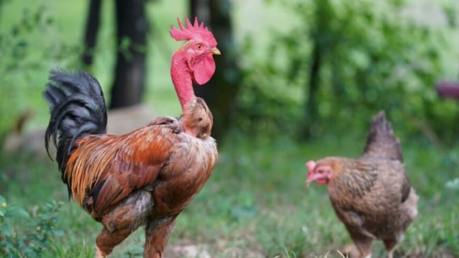Ilustrasi memelihara ayam (freepik.com)