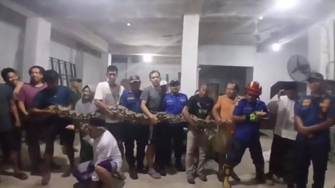 Ular Piton Raksasa 100 Kg Dievakuasi dari Gudang.