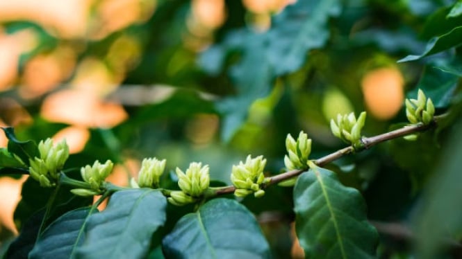 Tanaman Kopi Excelsa