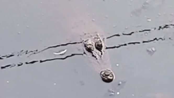 Kemunculan Buaya di Kali Sodetan Sekretaris