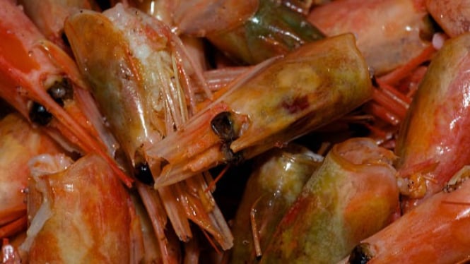 Ilustrasi kepala udang