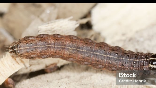 Ilustrasi Larva Ngengat