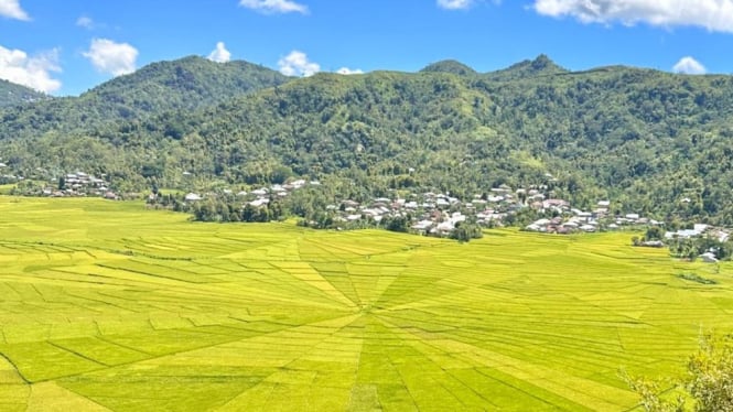 Lingko Lodok di Flores, NTT