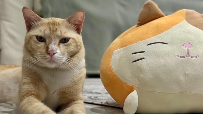 Kucing, salah satu hewan peliharaan di rumah