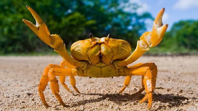 Ilustrasi crab mentality