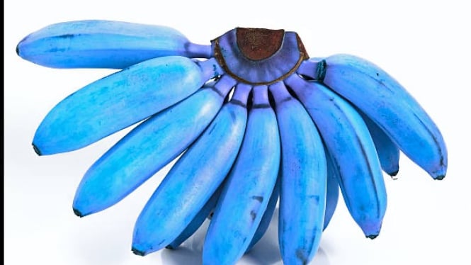 Blue Java Banana