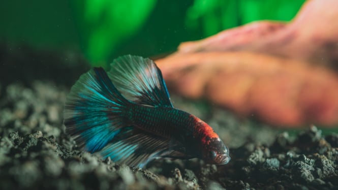 Ilustrasi ikan hias (freepik.com)