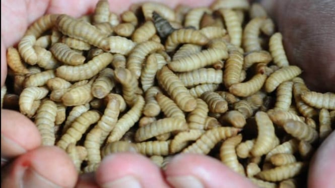 Ilustrasi maggot (citarumharum.jabarprov.go.id)