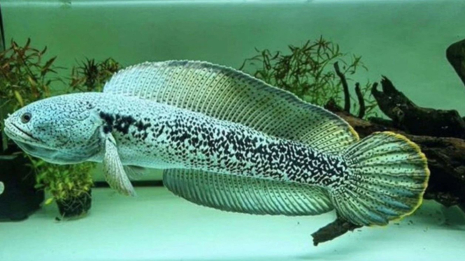 Ikan Channa, Ikan Gabus Hias