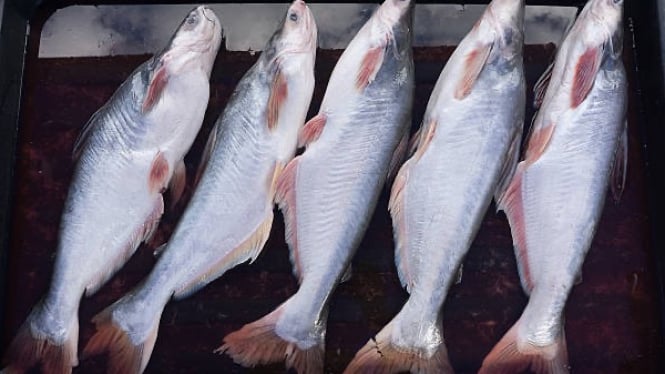 Ikan Patin