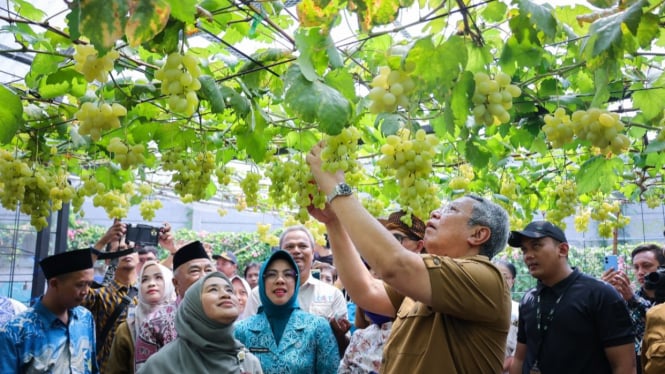 Panen Raya Anggur Ponjay Bendav (tangerangselatankota.go.id)