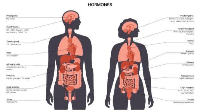 Ilustrasi organ tubuh