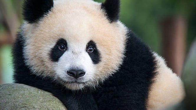 Ilustrasi mata panda