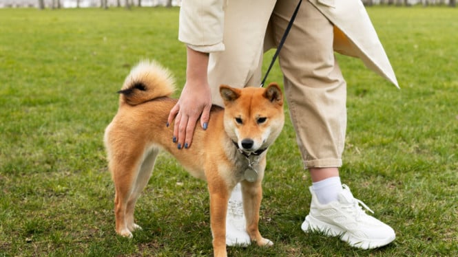 Ilustrasi bermain dengan anjing