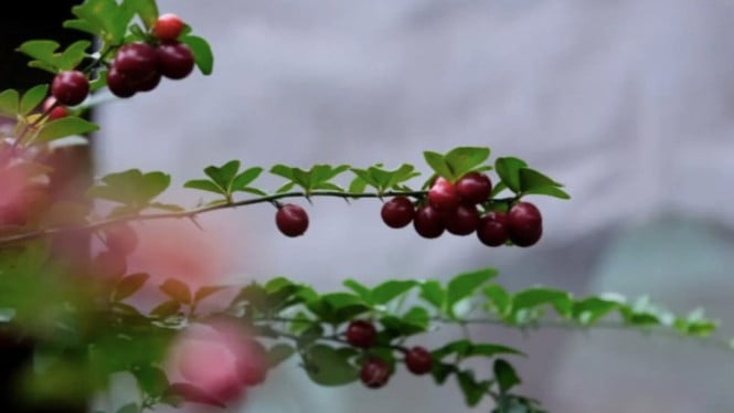 Visual dari buah ajaib (synsepalum dulcificum)