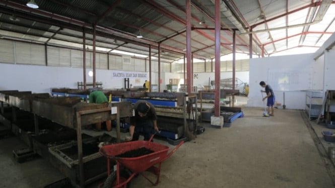 Budi Daya maggot Kota Tangerang