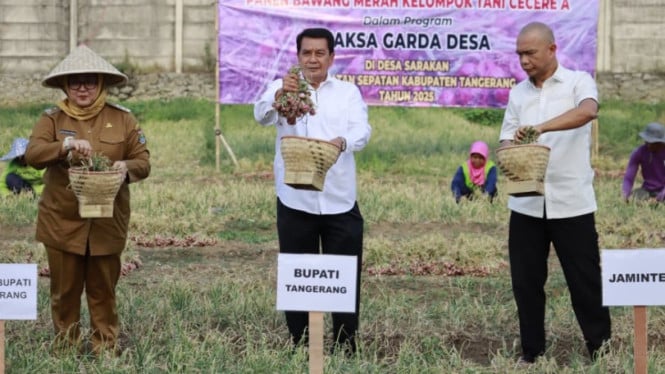 Ilustrasi panen bawang
