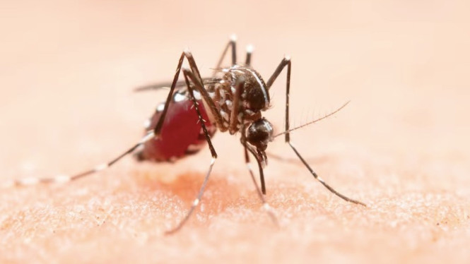 Ilustrasi nyamuk malaria