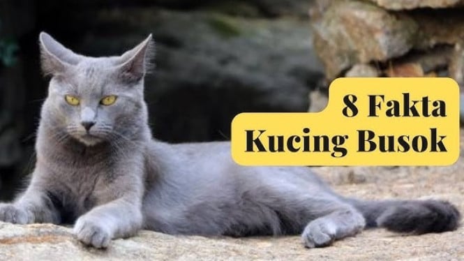 Kucing Busok Asli Indonesia