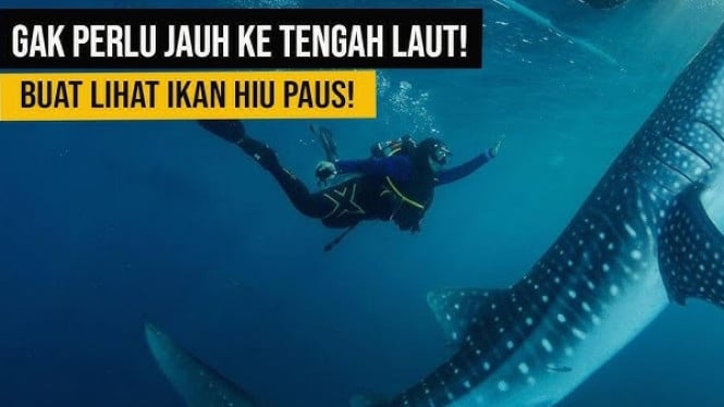 Wisata Hiu Paus di Botubarani