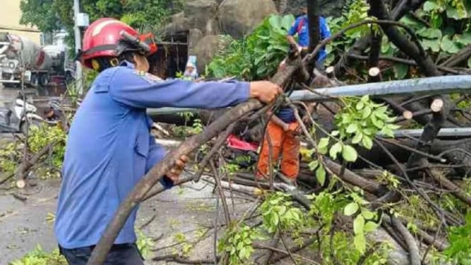 Petugas BPBD Kota Tangerang melakukan pemangkasan pohon tumbang