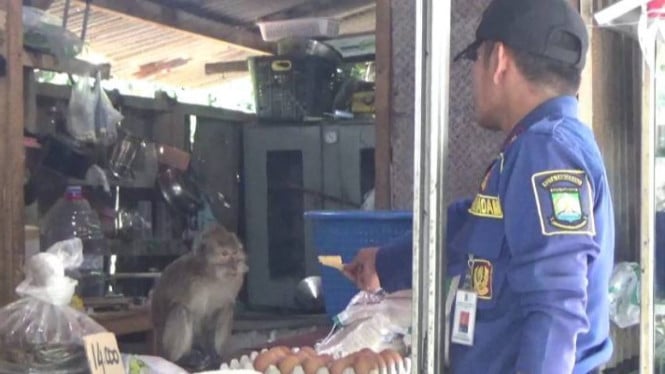 Monyet Liar Masuk Warung Sembako dan Serang Warga di Tangerang