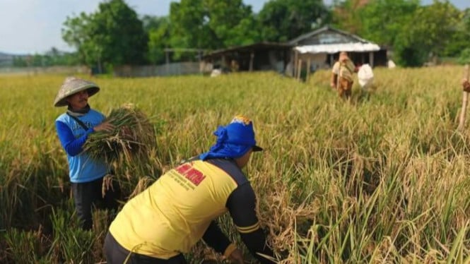 Petani sedang memanen padi