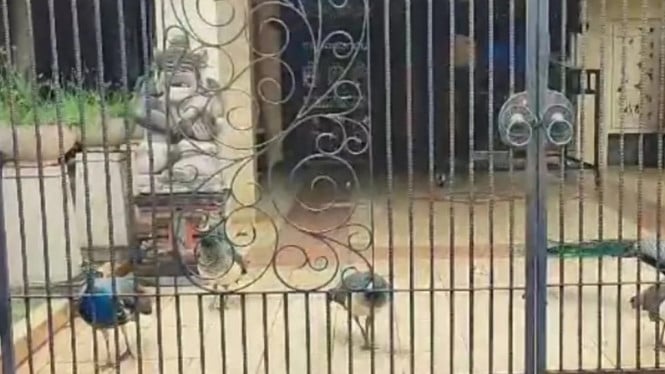 Burung merak di halaman rumah warga di Kelurahan Duren Sawit