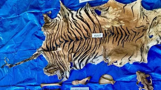 Barang bukti kulit harimau di Polda Aceh Selasa (7/10/2025)