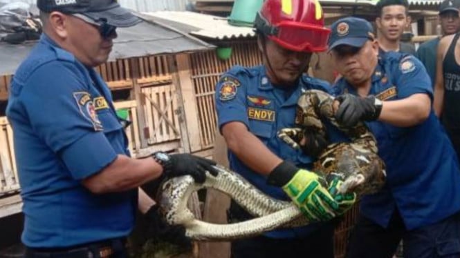 Damkar) Ciledug mengamankan ular sanca di pemukiman.