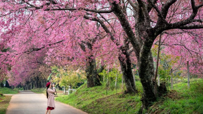 Ilustrasi Bunga Sakura di Jepang