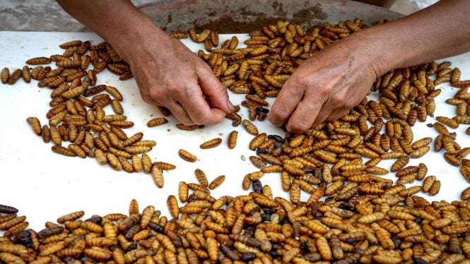 Ternak maggot BSF bisa mengubah sampah dapur menjadi sumber pakan alternatif sekaligus membantu mengurangi limbah organik rumah tangga.