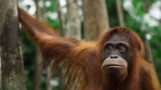 Orangutan Sumatera dan Tapanuli Kembali ke Tanah Air