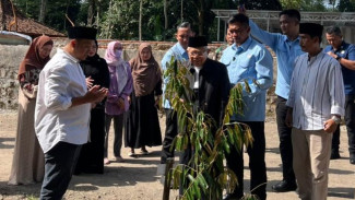 Aktifitas Eks Wapres Ma’ruf Amin, Tanam Durian Musang King di Salatiga