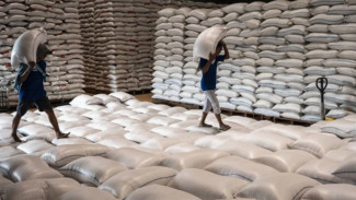 Stok Beras Jabar Tembus 592 Ribu Ton, Bulog Gaspol Serap Gabah Petani