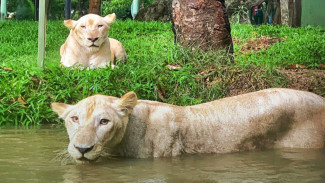 Faunaland Siap Sulap Kebun Binatang Bandung Jadi Ruang Hijau Modern