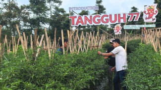 Benih Cabai Tahan Virus Ini Bikin Petani Tenang Hadapi Ancaman Musim Kering 2026
