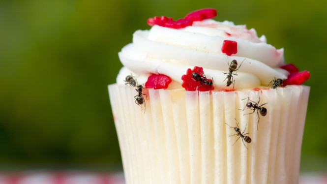 cakes and ant