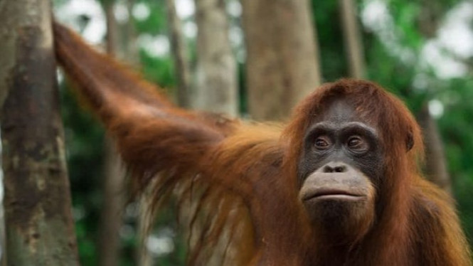 Orangutan