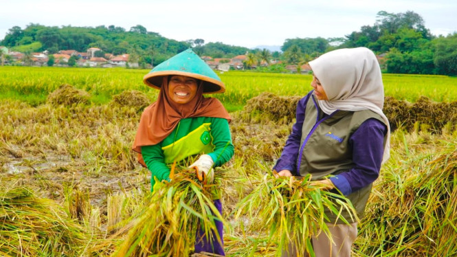 BULOG Jabar Serap 1 Juta Ton Gabah, Bantuan Beras Siap Disalurkan