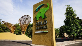 Solo Safari