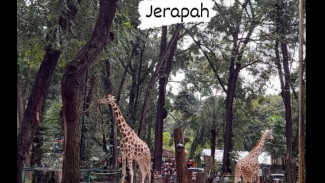 Harga Tiket Masuk Kebun Binatang Ragunan, Gembira Loka, dan Surabaya Tahun 2025