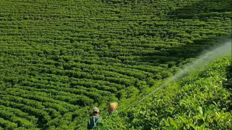 9 Rekomendasi Wisata Perkebunan di Jawa Timur, Serasa di Negeri Dongeng