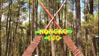 7 Wisata Hutan Pinus Instagramable di Jawa Timur, Udara Sejuk untuk Libur Lebaran!