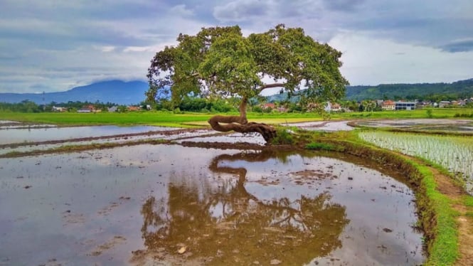 Pohon Pengantin Salatiga