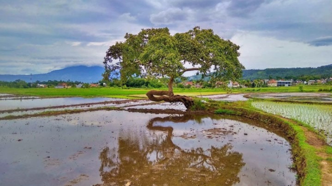 Pohon Pengantin Salatiga