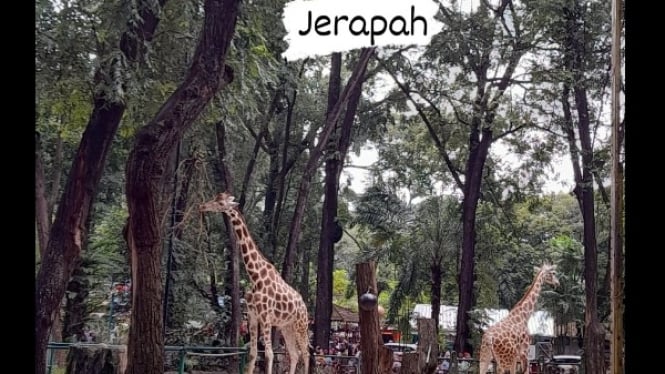 Satwa jerapah di Kebun binatang Ragunan.